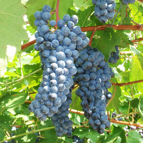 Valpolicella Rebsorten – Teil 3: Corvinone | Winzer und Verkostungen ...